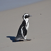 "African Penguin" Simon´s Town, South Africa